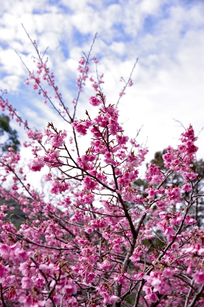 blossoms