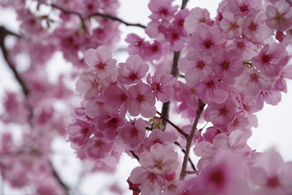 陽光桜