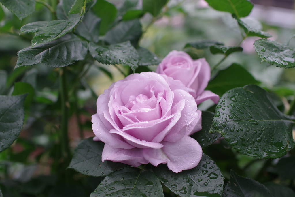 roses 2023 spring