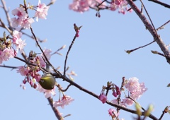 small bird