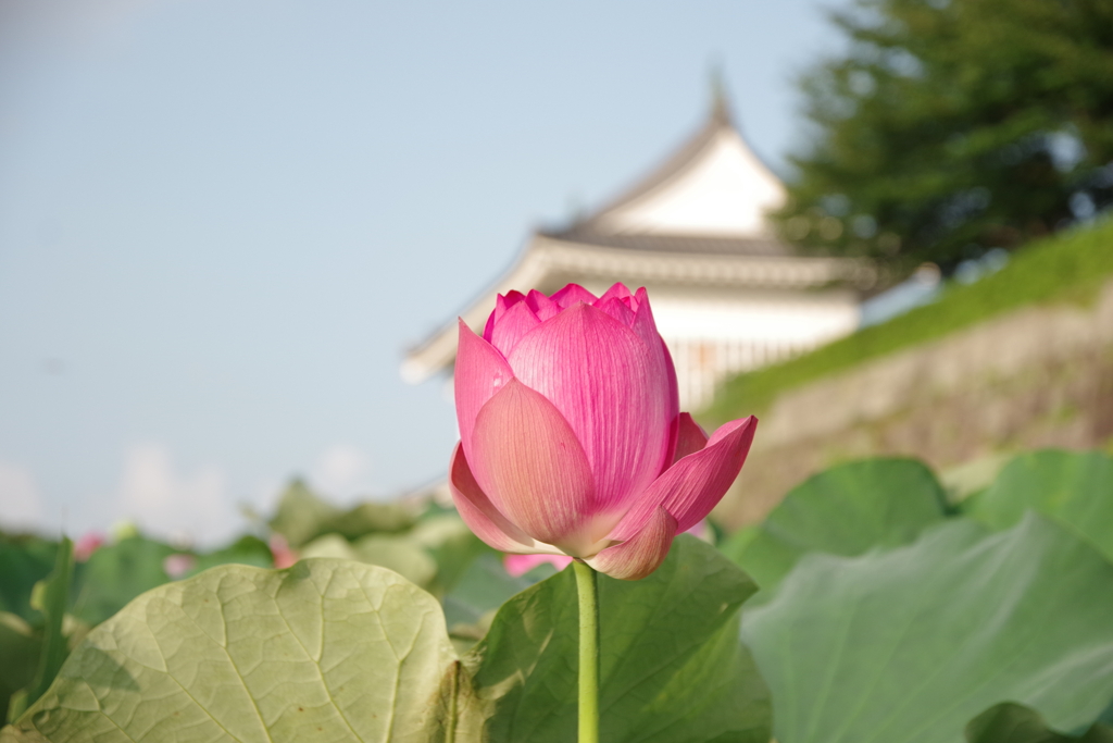 夏の朝