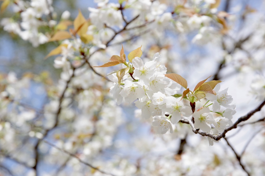 山桜