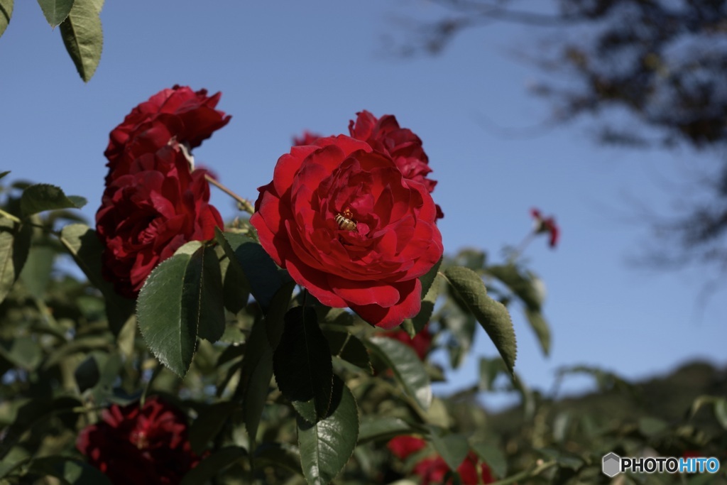 秋薔薇とミツバチ