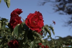 秋薔薇とミツバチ
