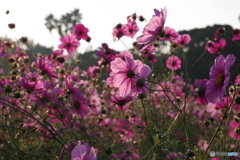 室外×花　コスモス