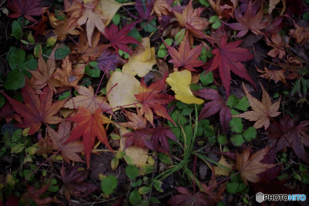 Autumn leaves 