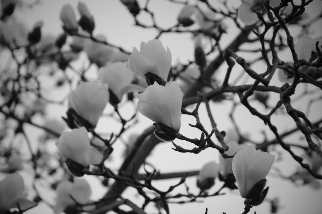blooms