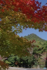 紅葉と冠岳