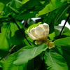 朴ノ木の花
