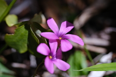 野辺の花　～その2