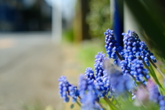 野辺の花　～その3