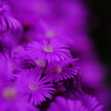 紫焔
