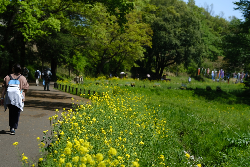 菜の花の散策路