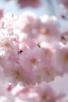 桜花薫る