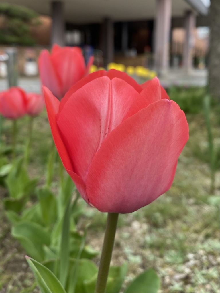 花の季節になって
