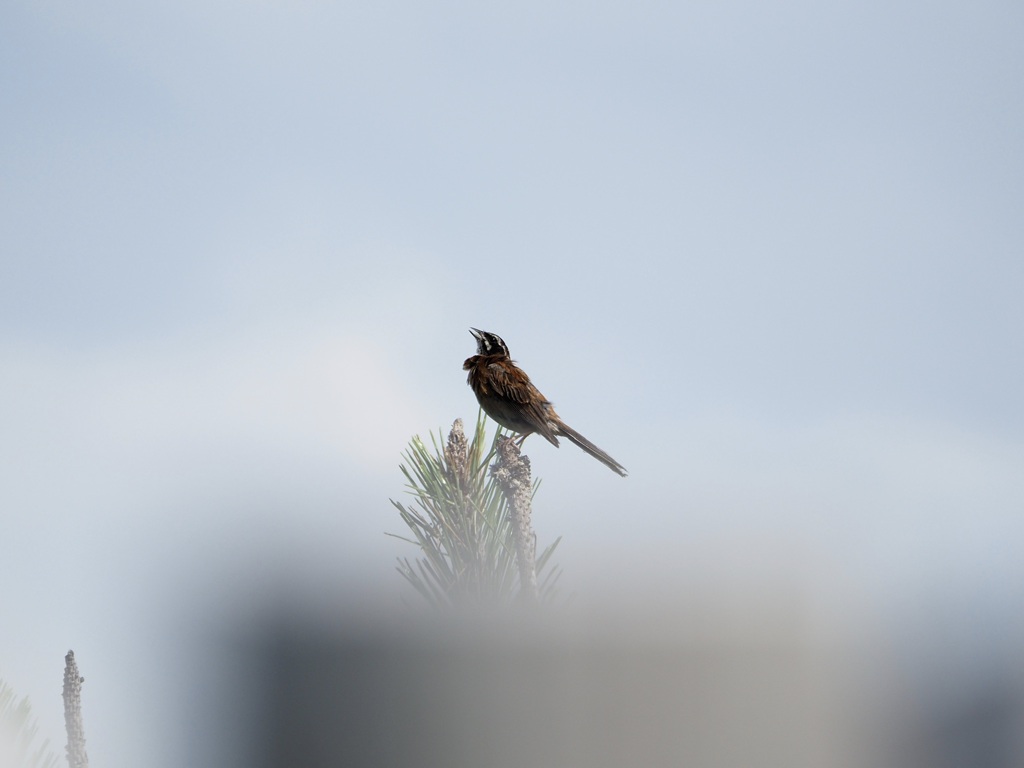 鳴