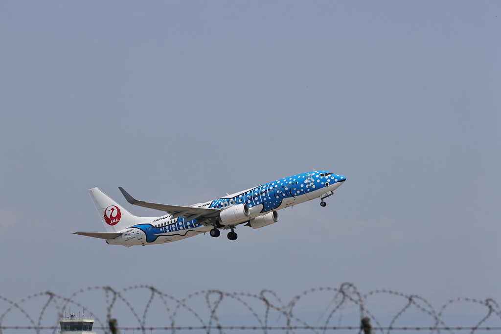 ジンベエザメ