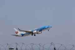 ジンベエザメ