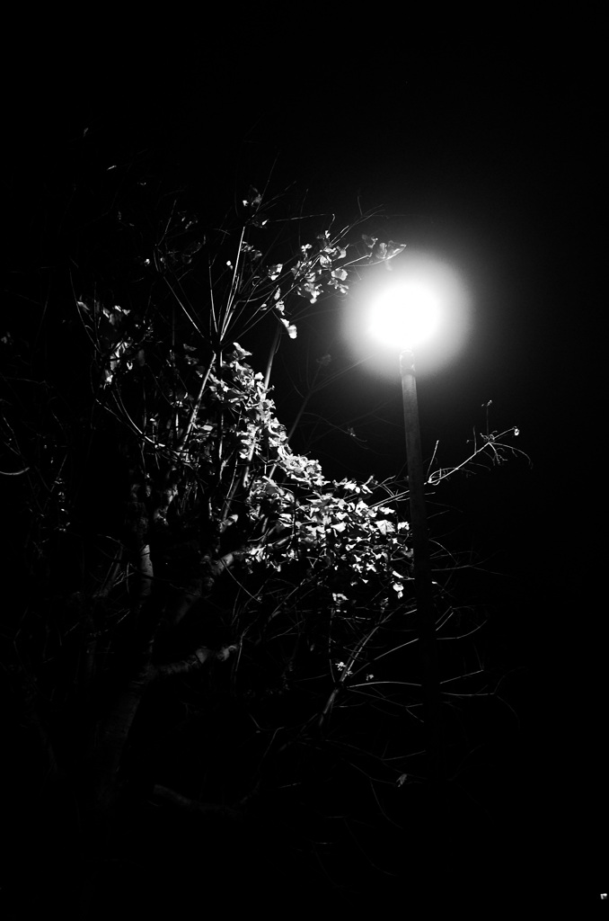 電灯