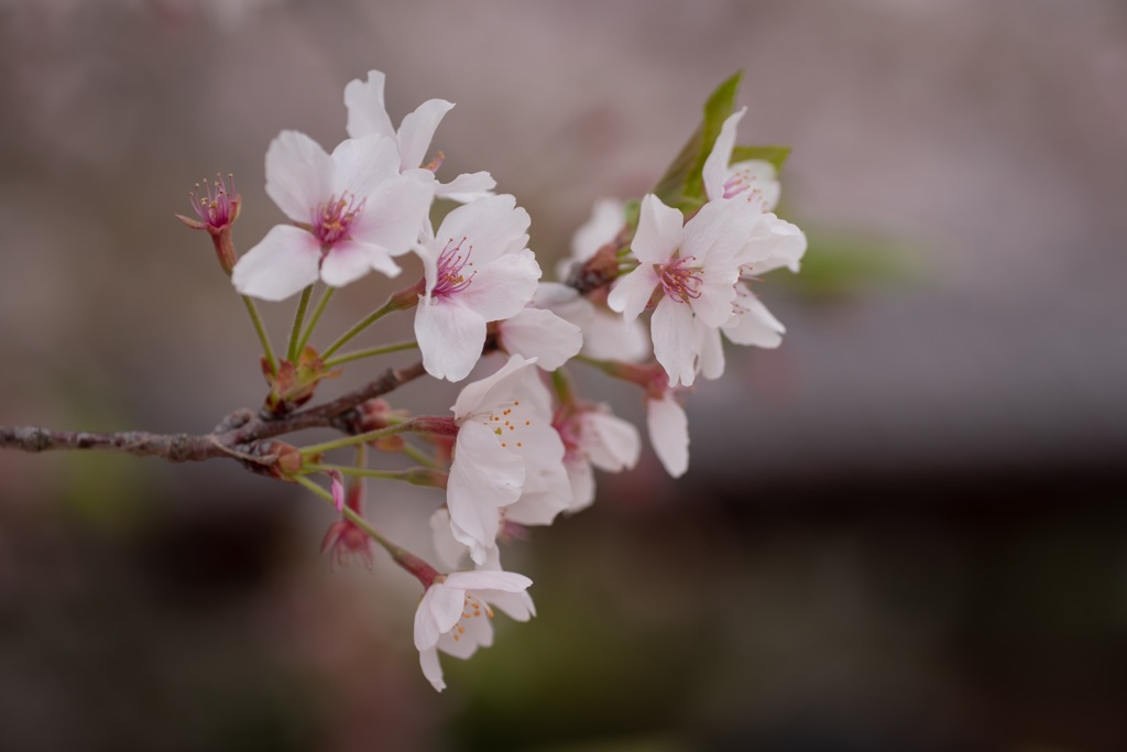 cherry blossom