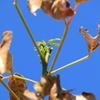 芽吹き