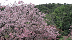 桜満開