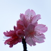 桜３姉妹