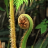 ヘゴの新芽