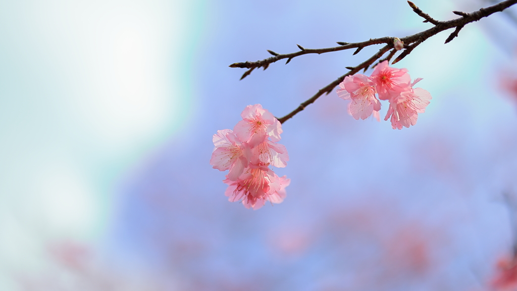 桜の季節