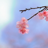 桜の季節