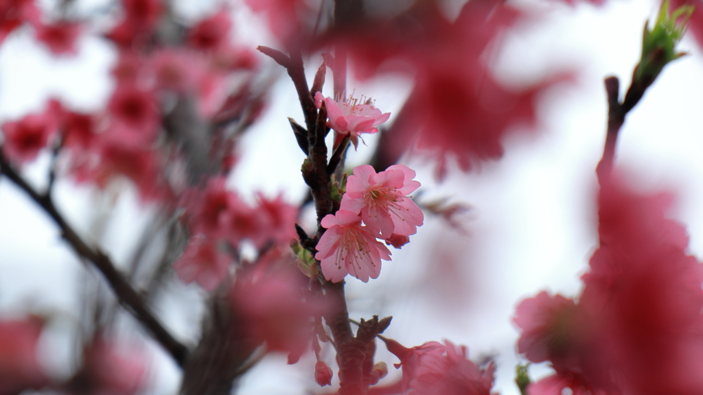 路地裏の桜