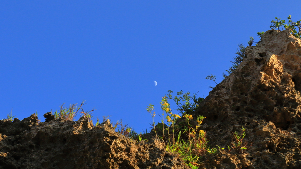 岩の上の花と半月の遭遇