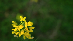 菜の花ひっそり