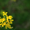 菜の花ひっそり