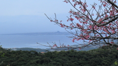 サクラ越しの伊江島
