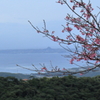 サクラ越しの伊江島