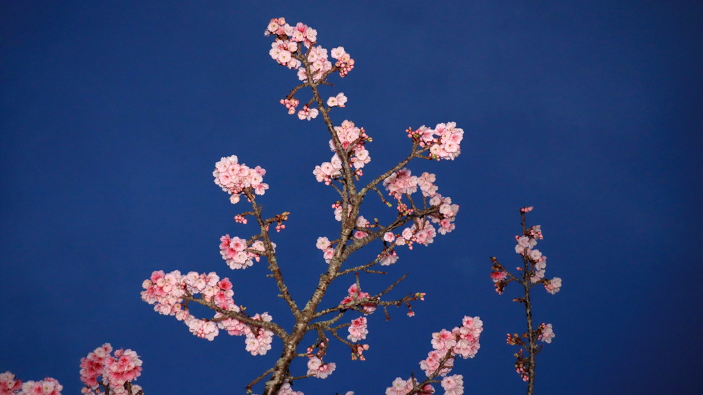 夜桜