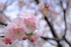 松前桜