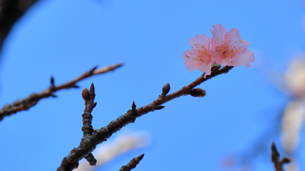 空が透けるほどの花びら