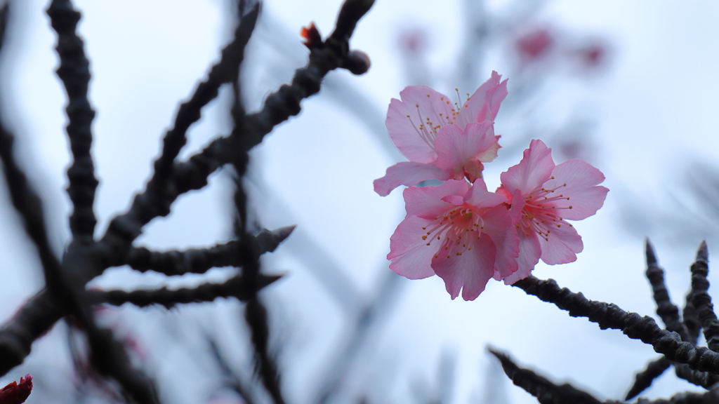 桜を見上げて