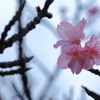 桜を見上げて
