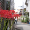 彼岸花