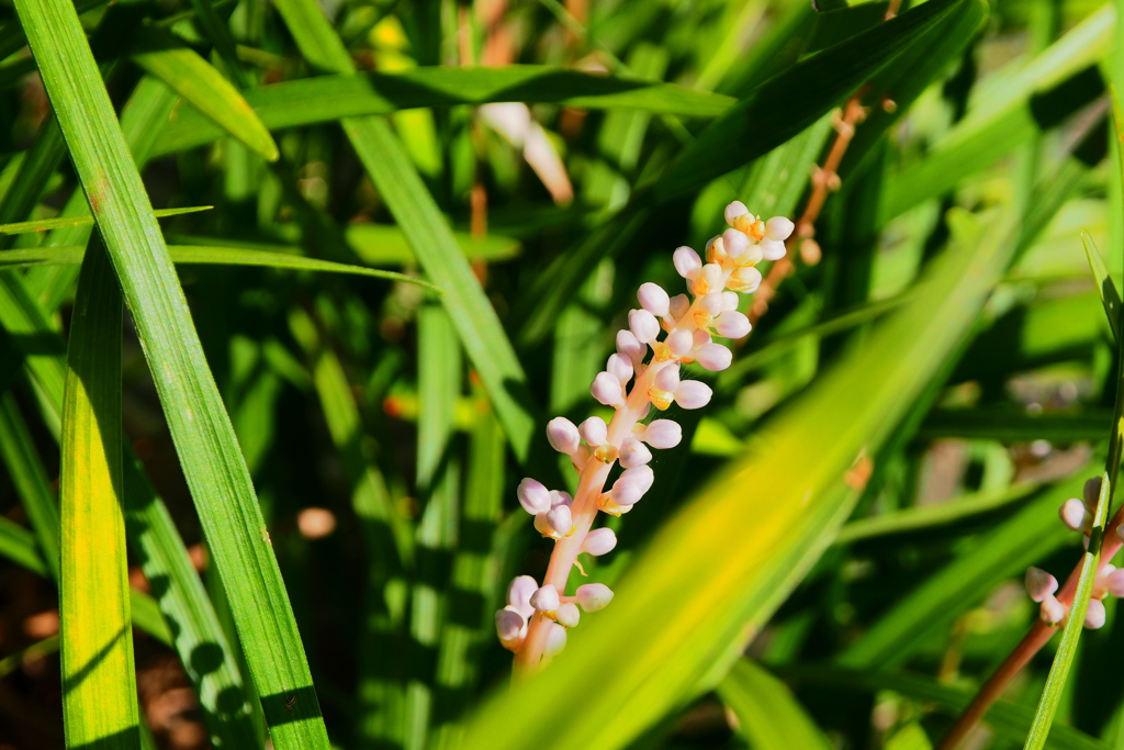 玄関先に咲く花