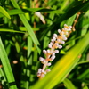 玄関先に咲く花