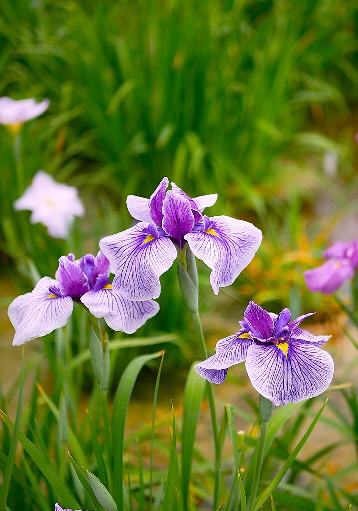 堀切菖蒲園の花菖蒲