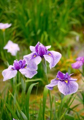堀切菖蒲園の花菖蒲