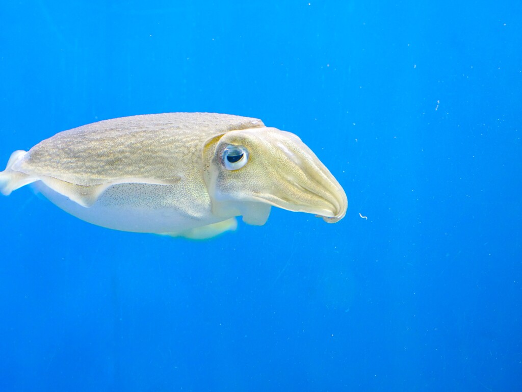 葛西臨海水族園