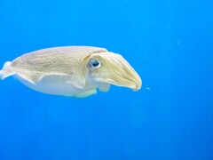 葛西臨海水族園