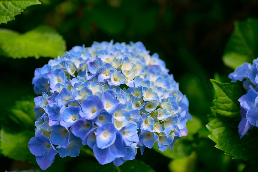 紫陽花