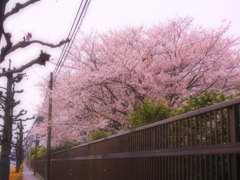 桜吹雪